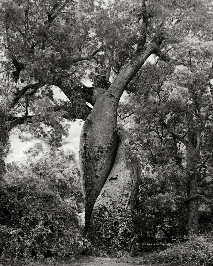baum